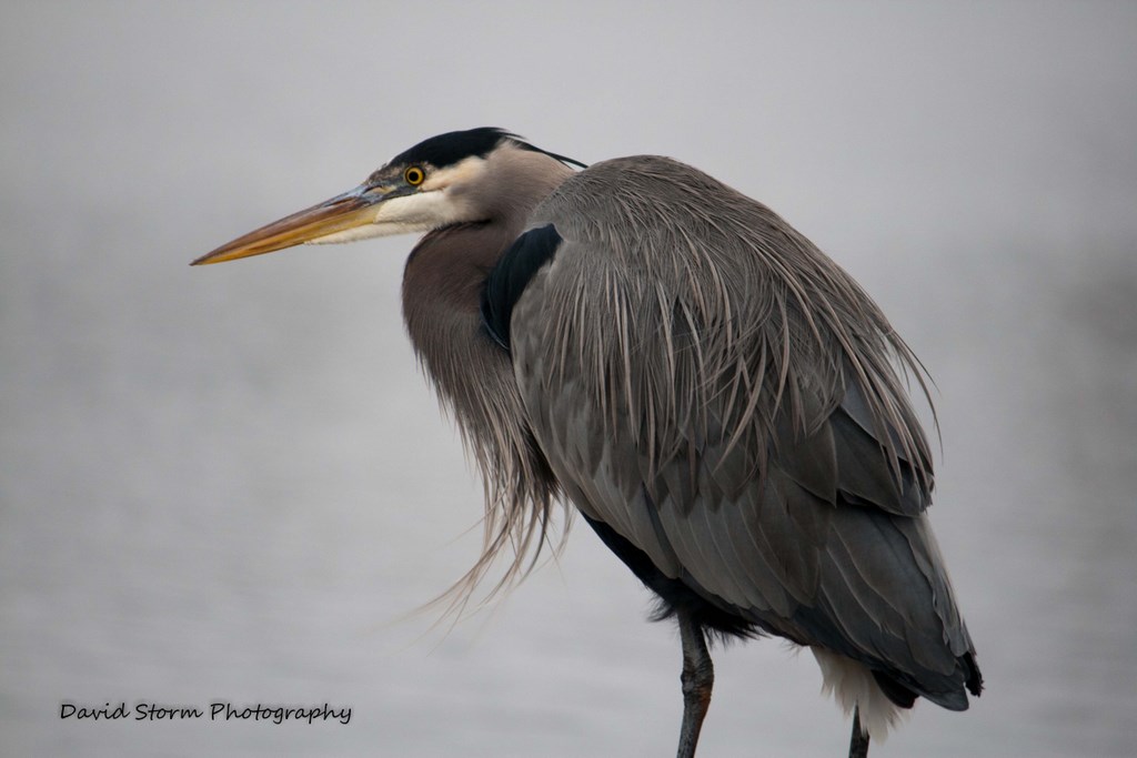 Great Blue Heron