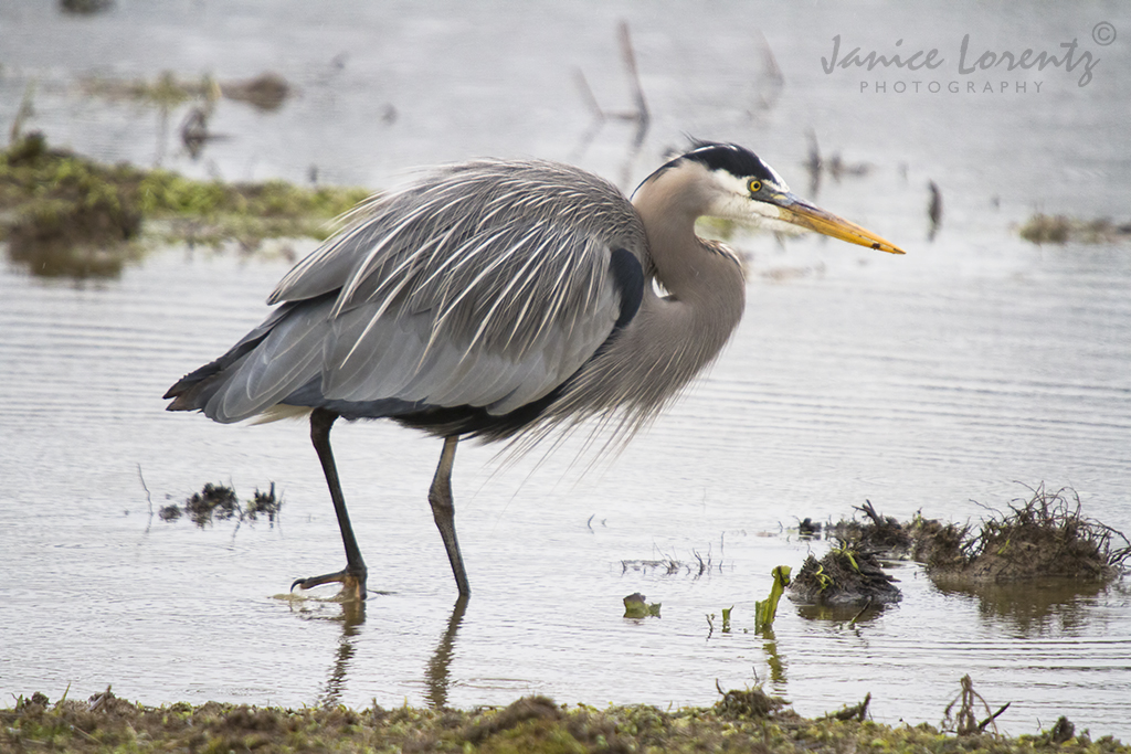 Great Blue Heron