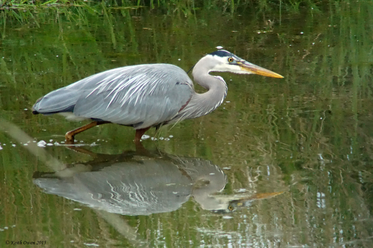 Great Blue Heron