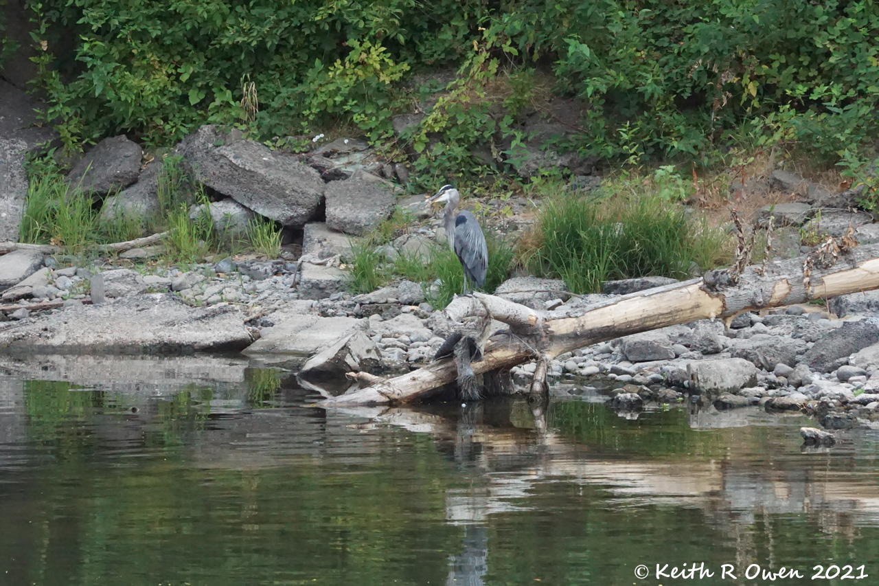 Great Blue Heron