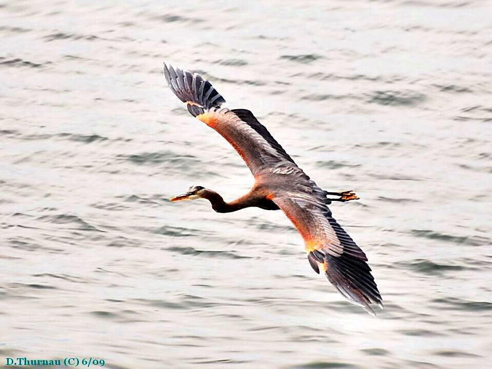 Great Blue Heron