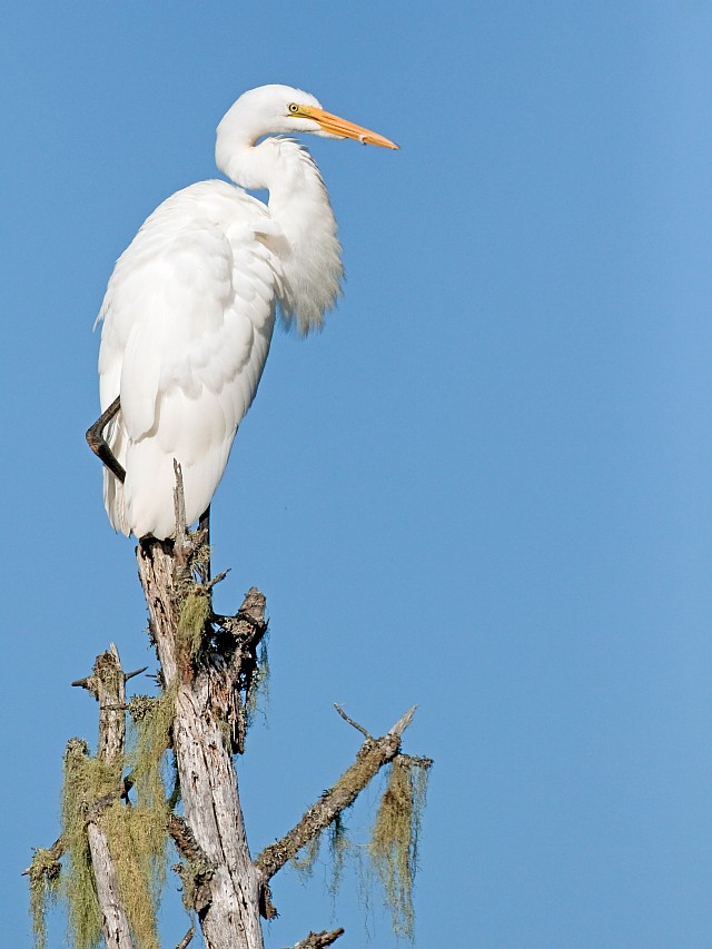 Great Egret
