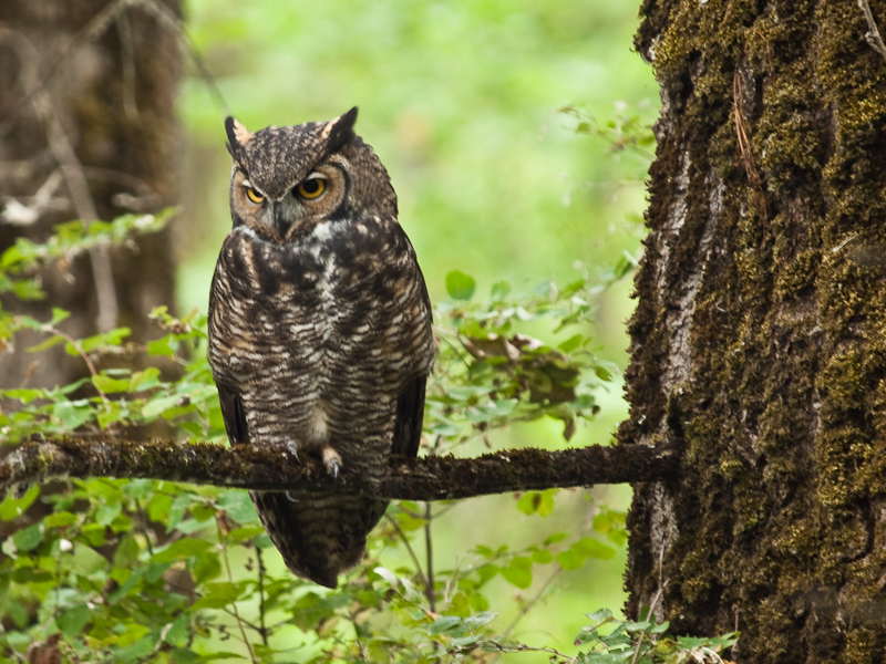 Great Horned Owl