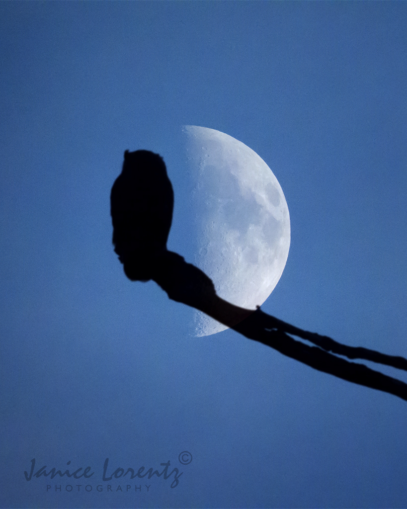 Great Horned Owl