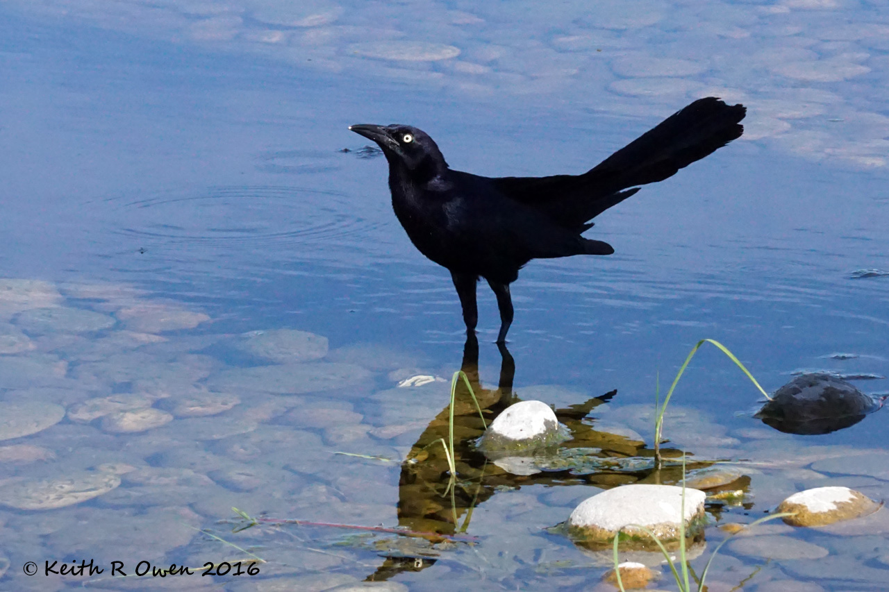 Great-tailed Grackle