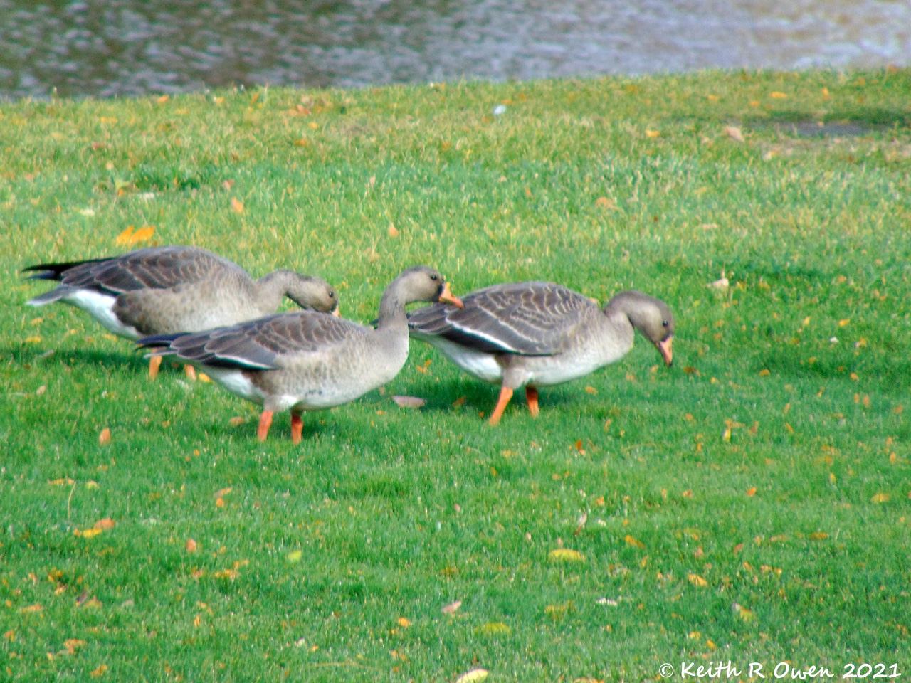 Greater White-fronted Goose