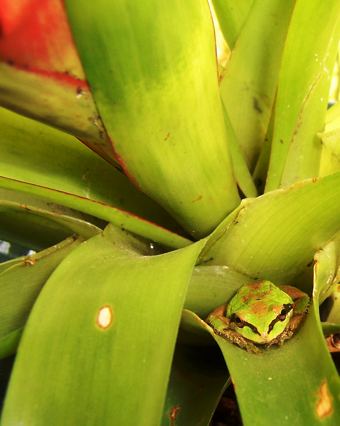 Green tree frog