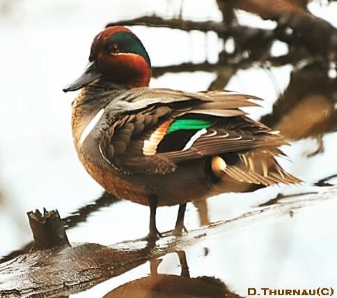 green wing teal