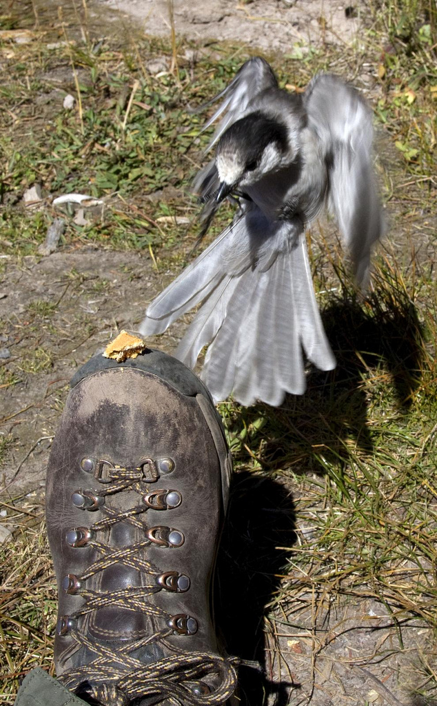 Grey Jay coming in for a landing.