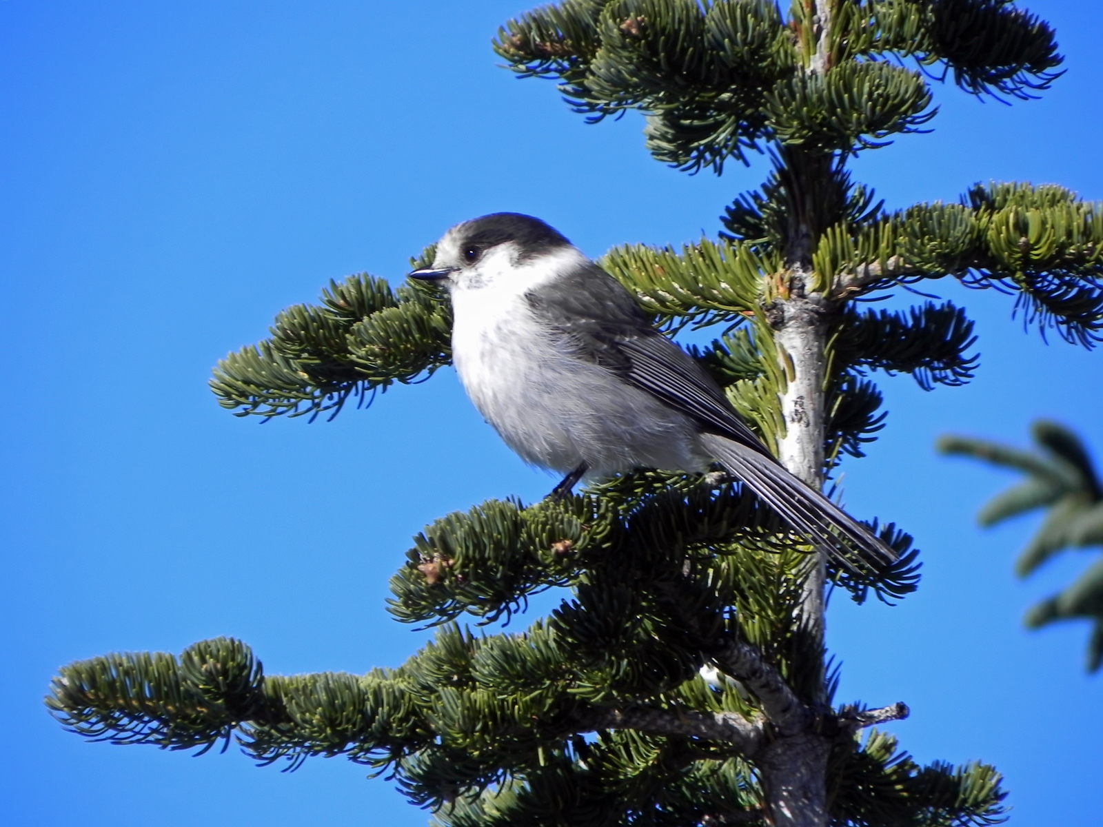 Grey Jay