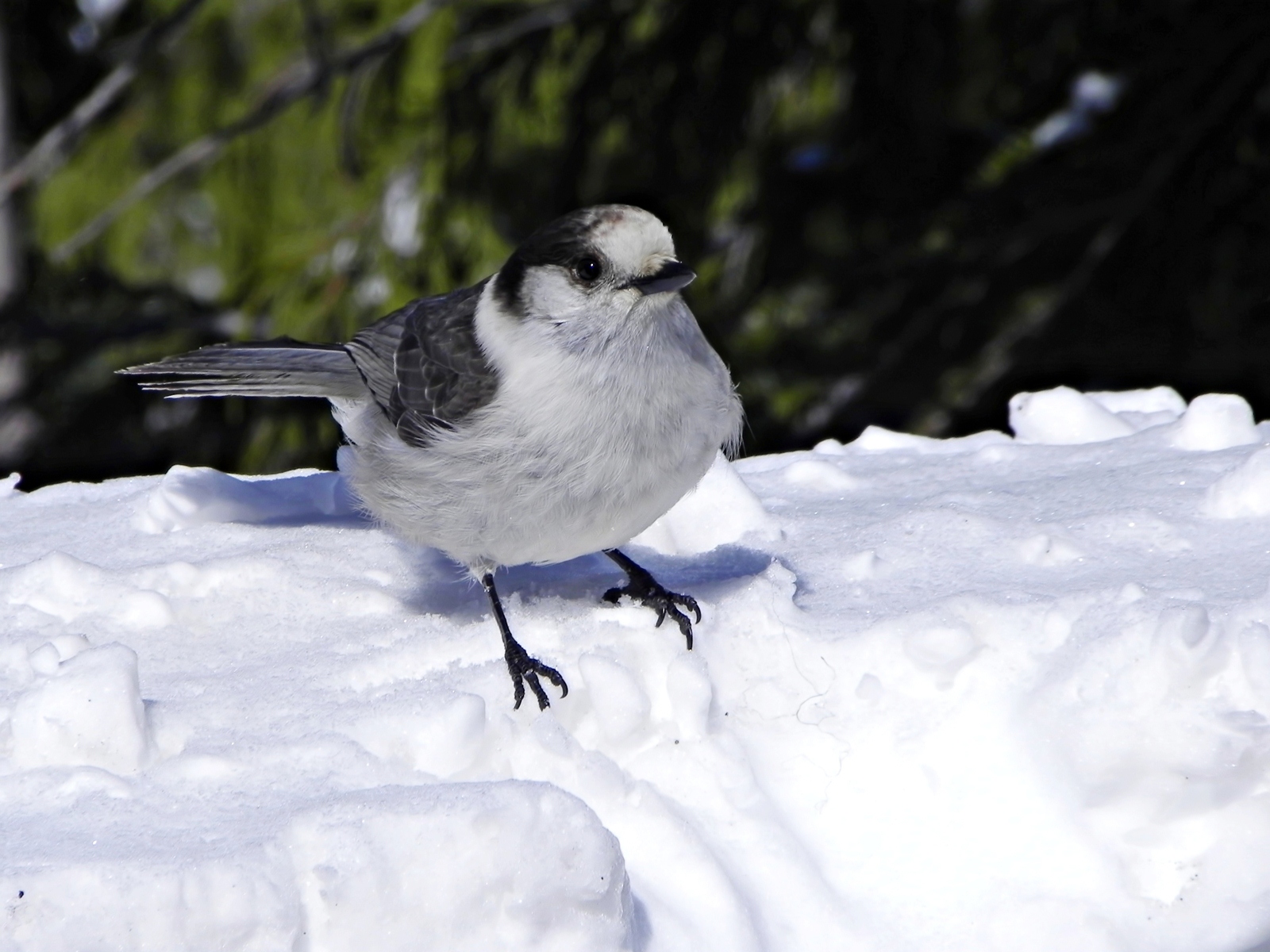 Grey Jay