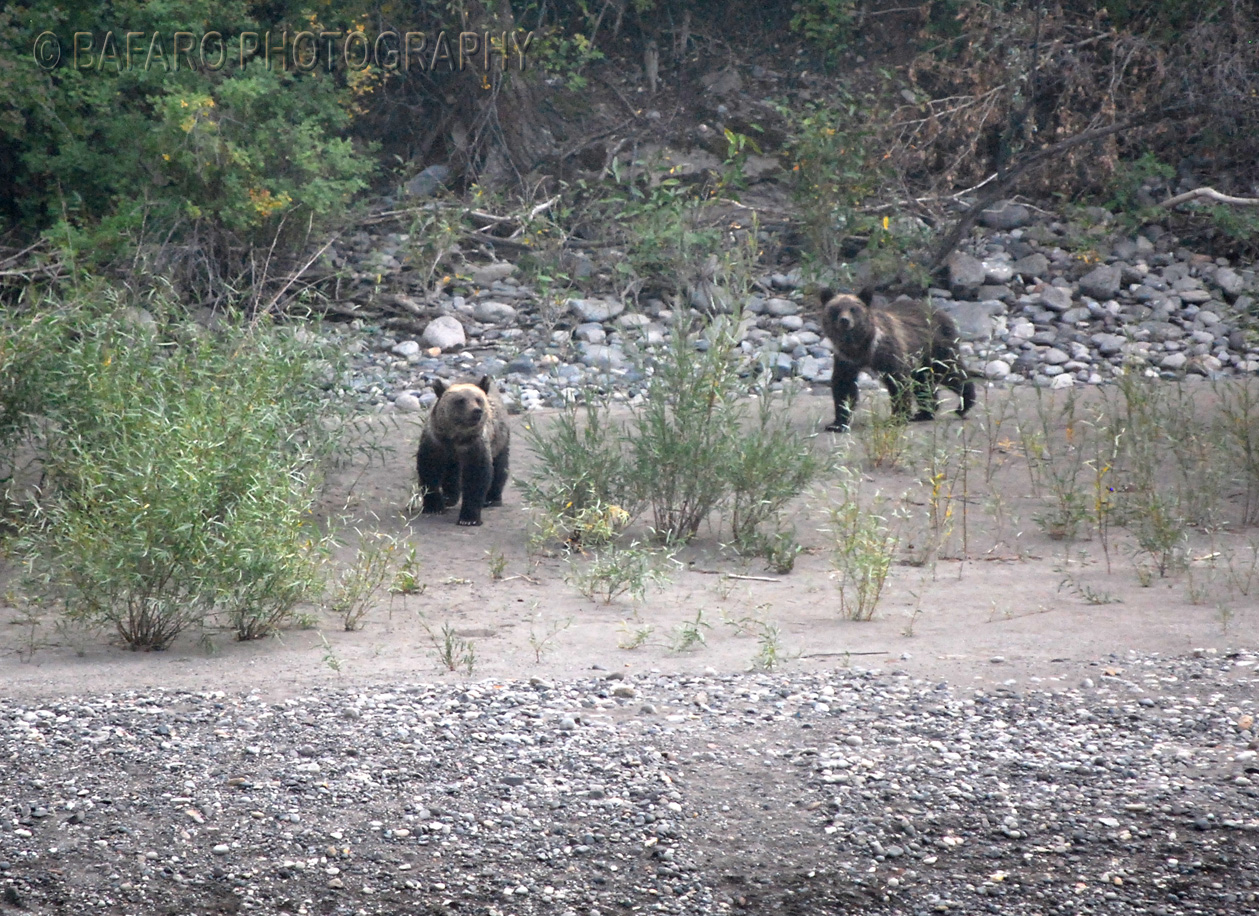 Grizzly cubs
