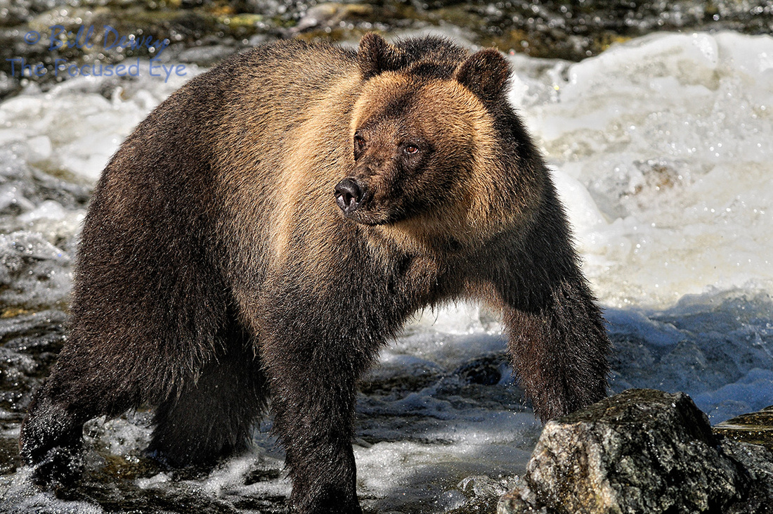 Grizzly on Guard