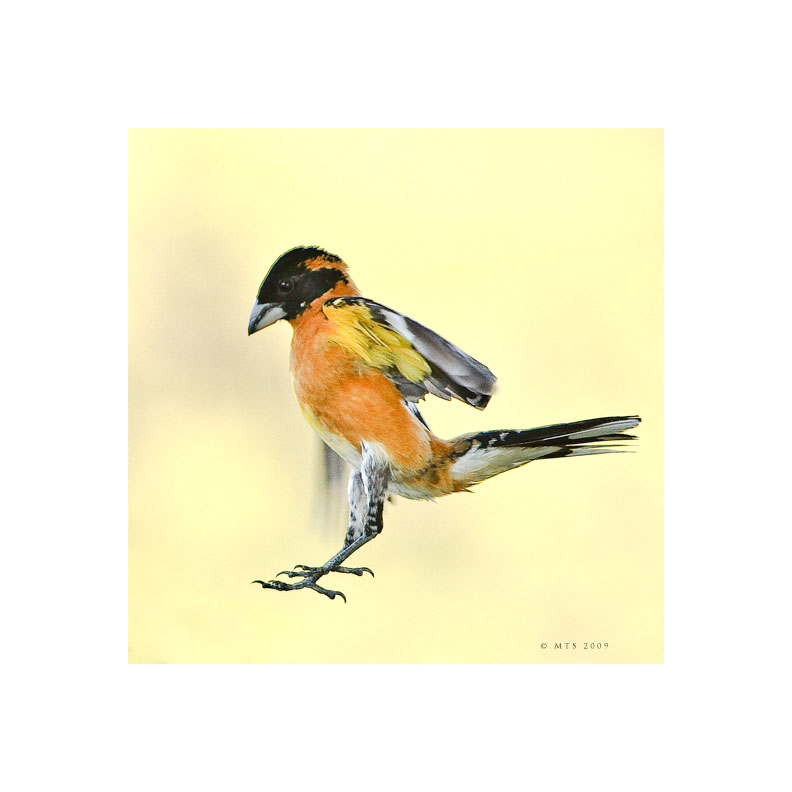 Grosbeak