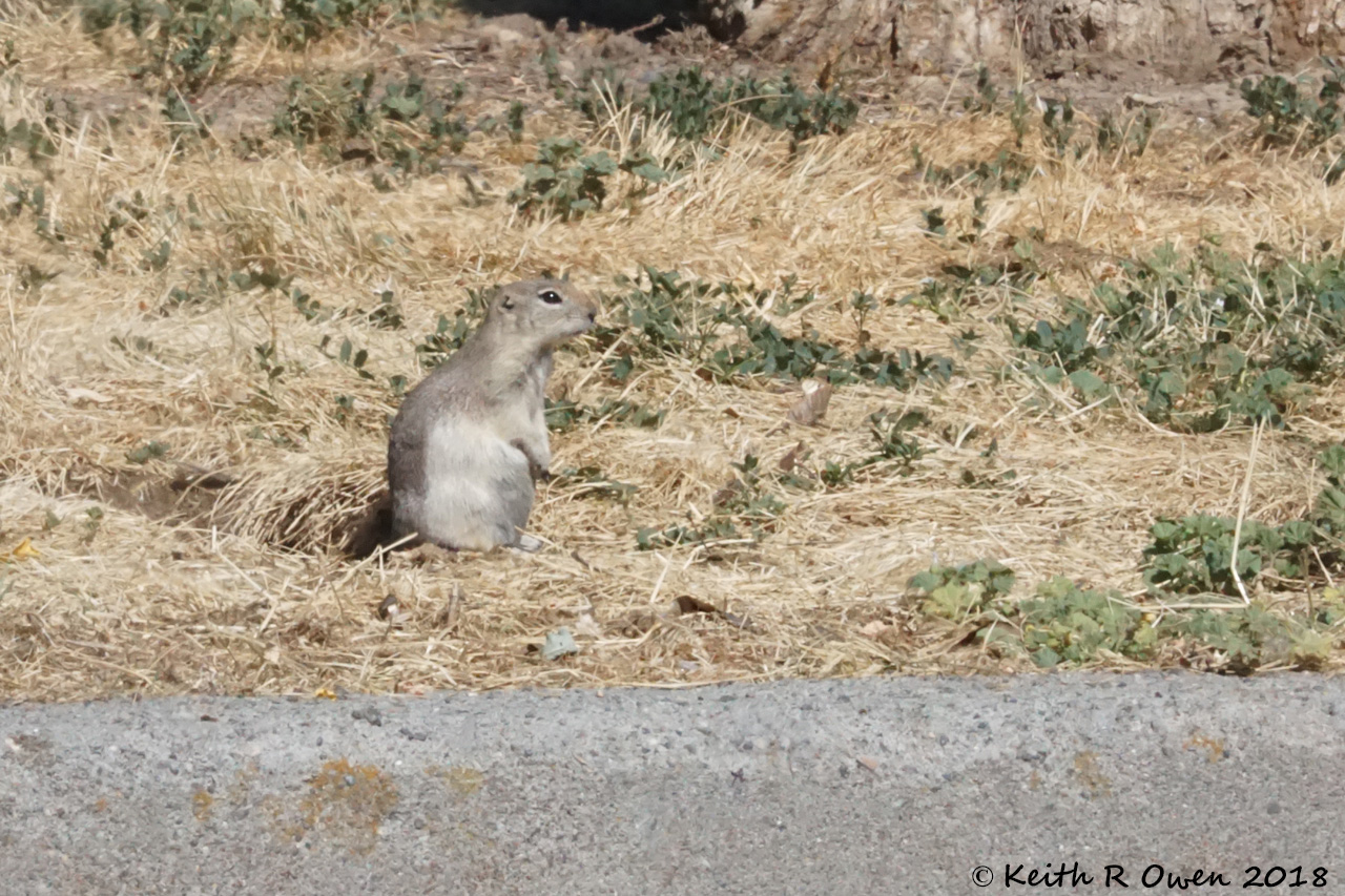 Ground Squirrel