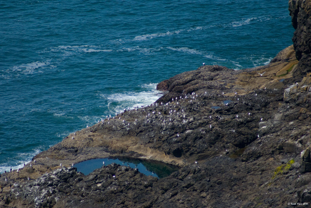 Gull Colony