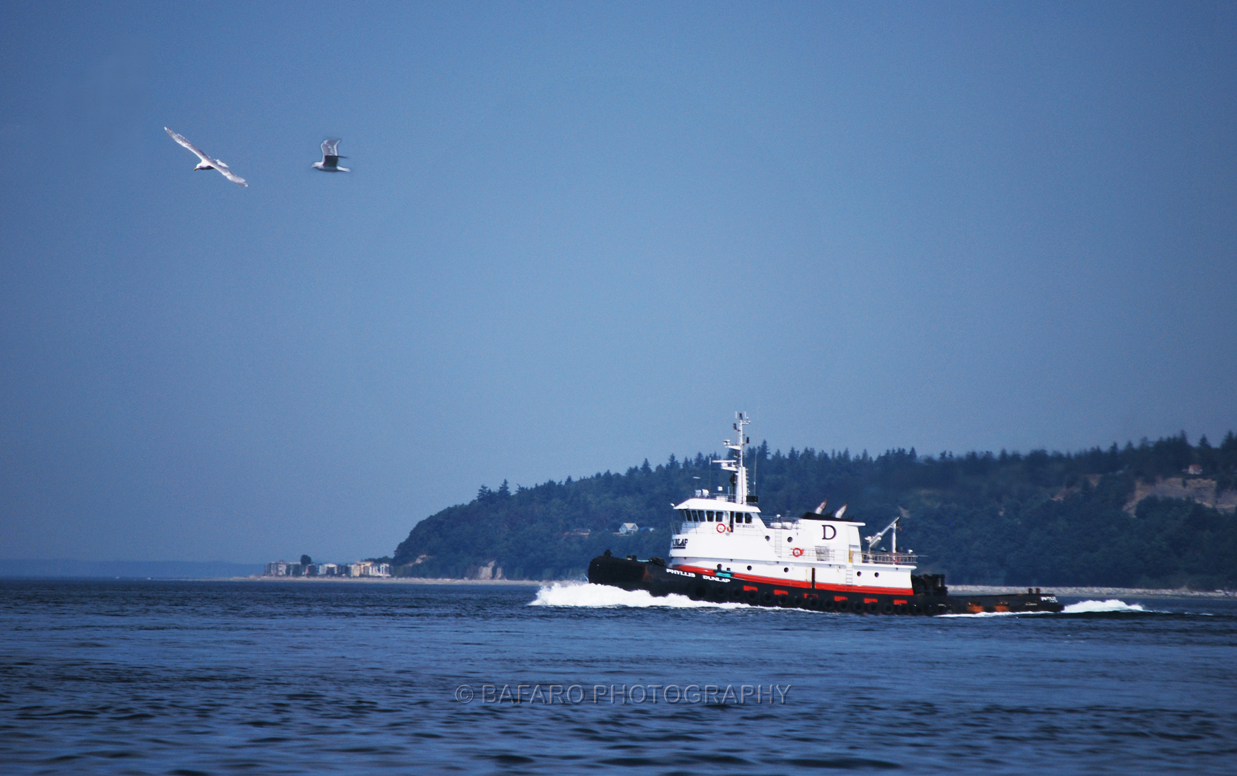 Gulls & Tug