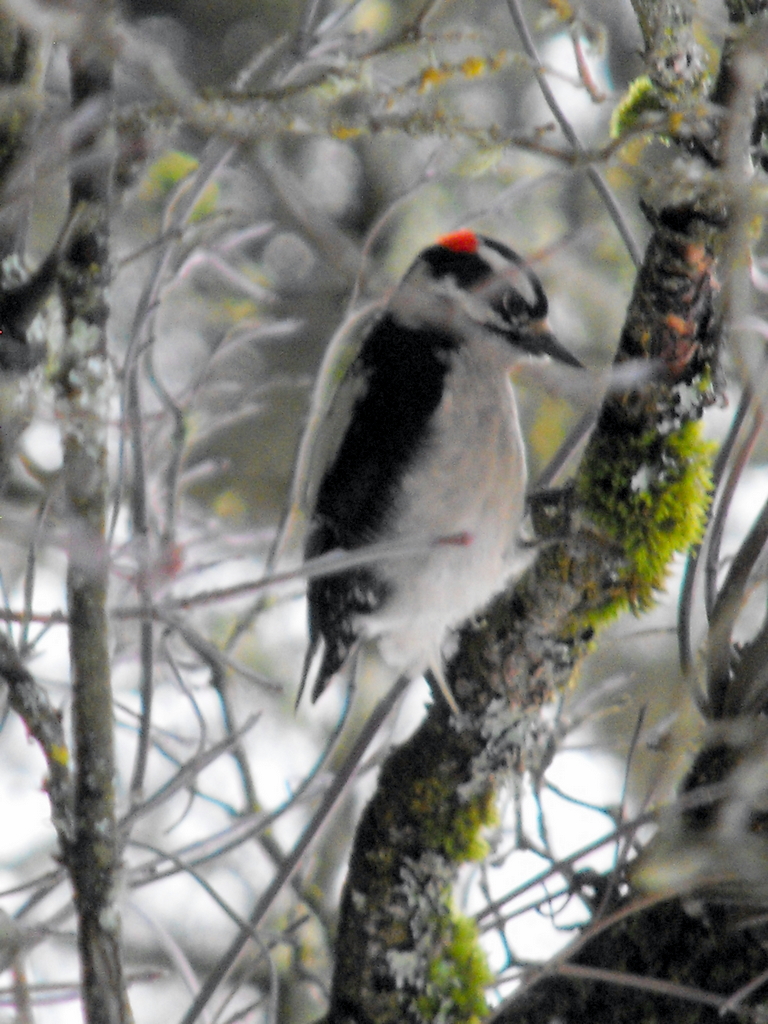 Hairy, Downey? Woodpecker