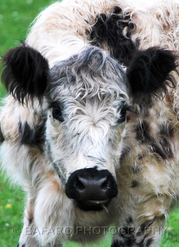 Hairy ears