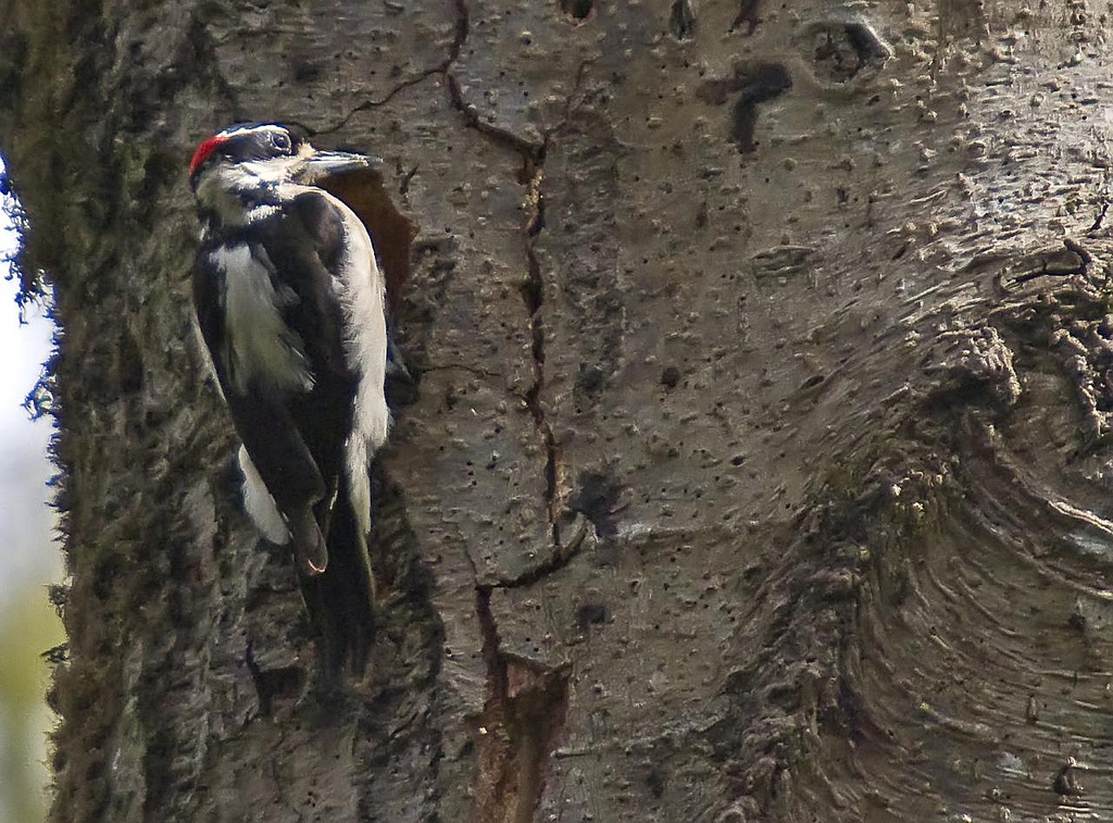 Hairy Woodpecker
