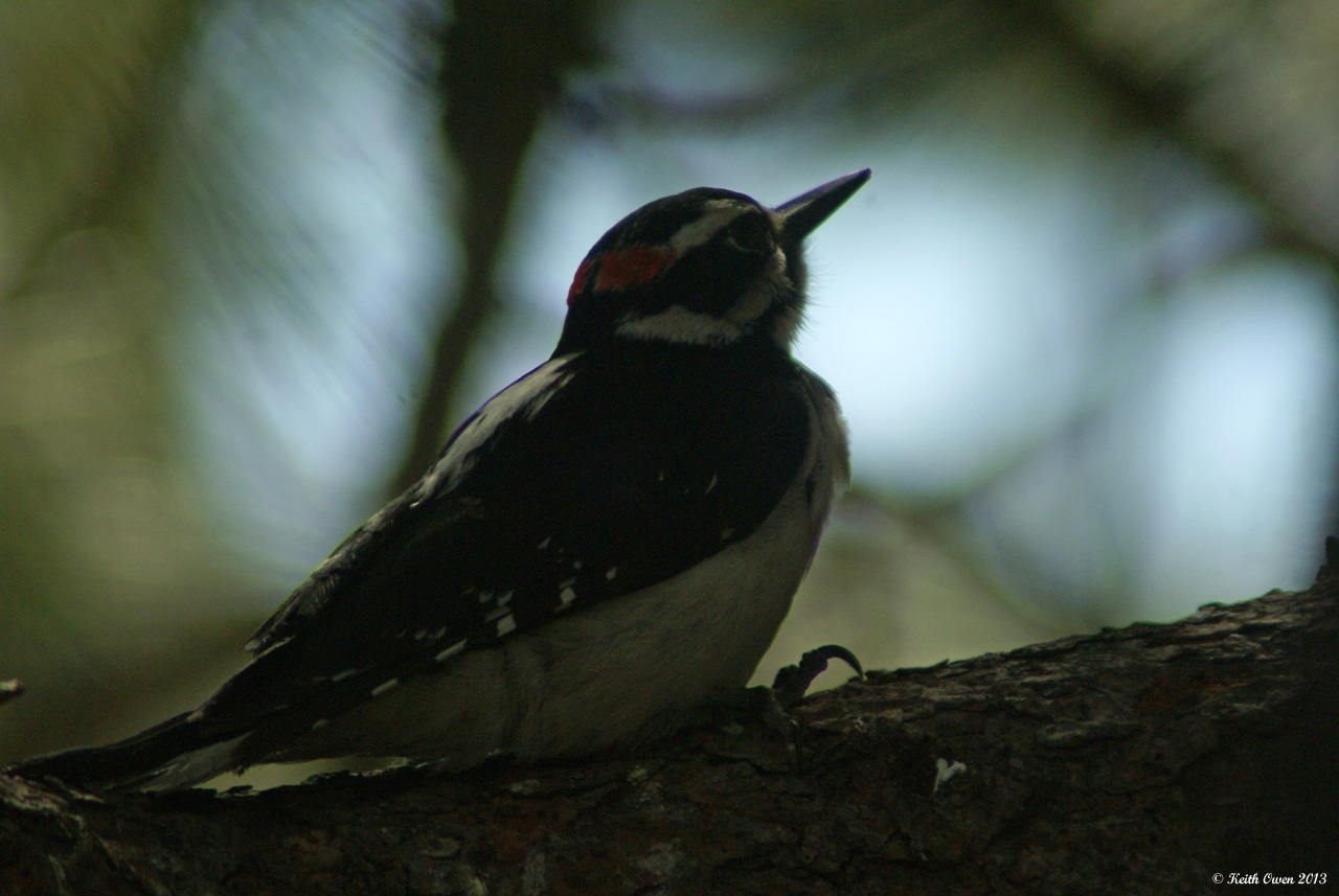 Hairy Woodpecker