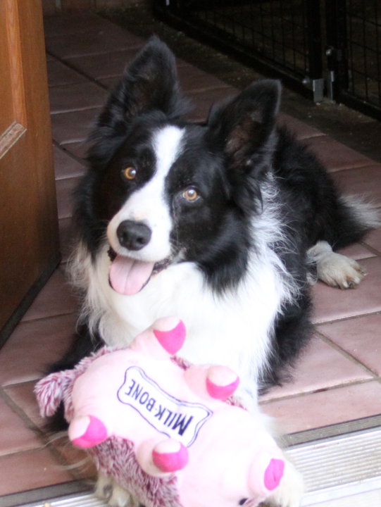 Happy dog