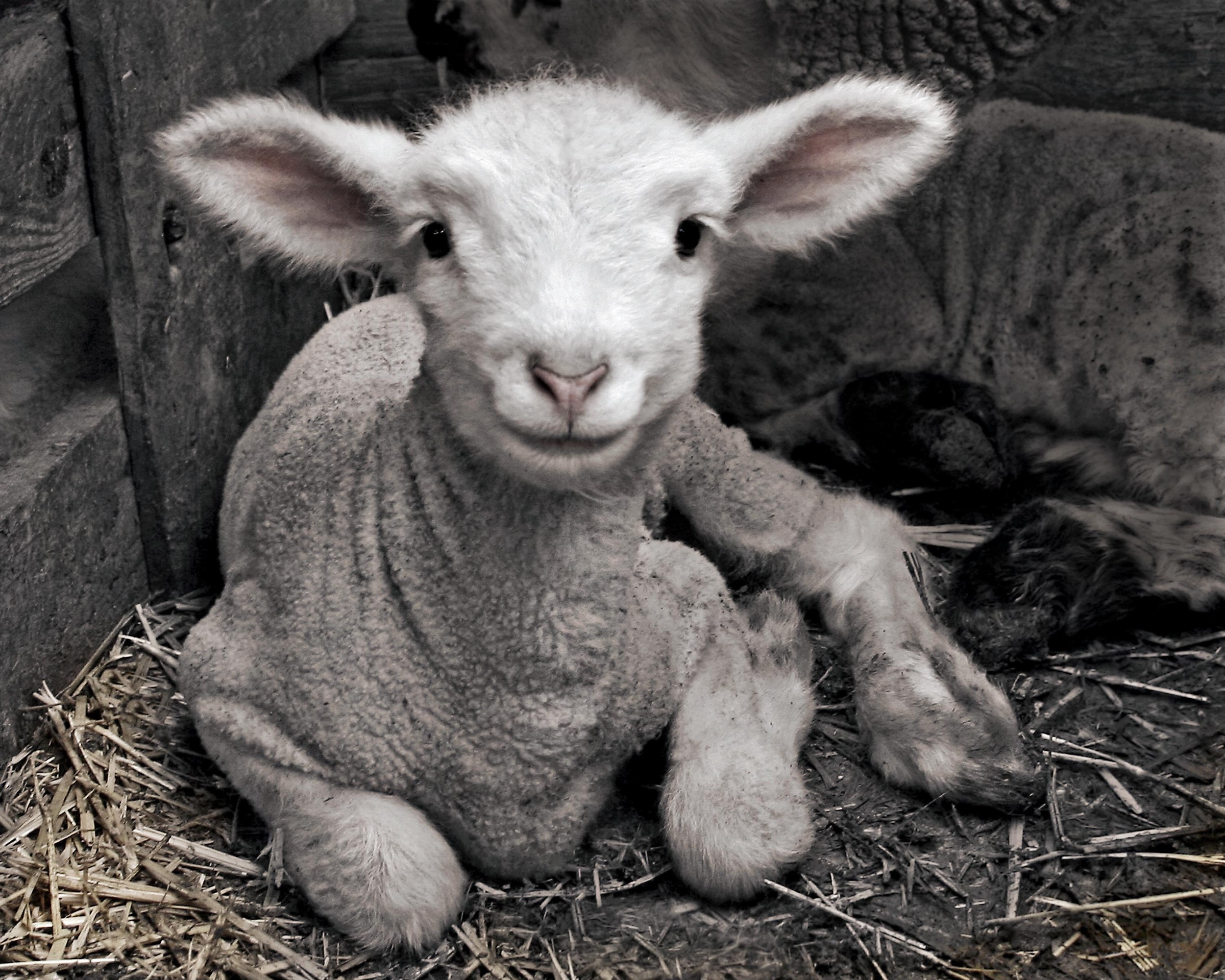 Happy Lamb