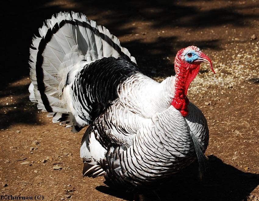 Happy Thanksgiving