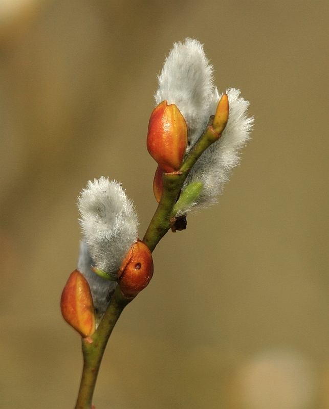 Harbinger of Spring