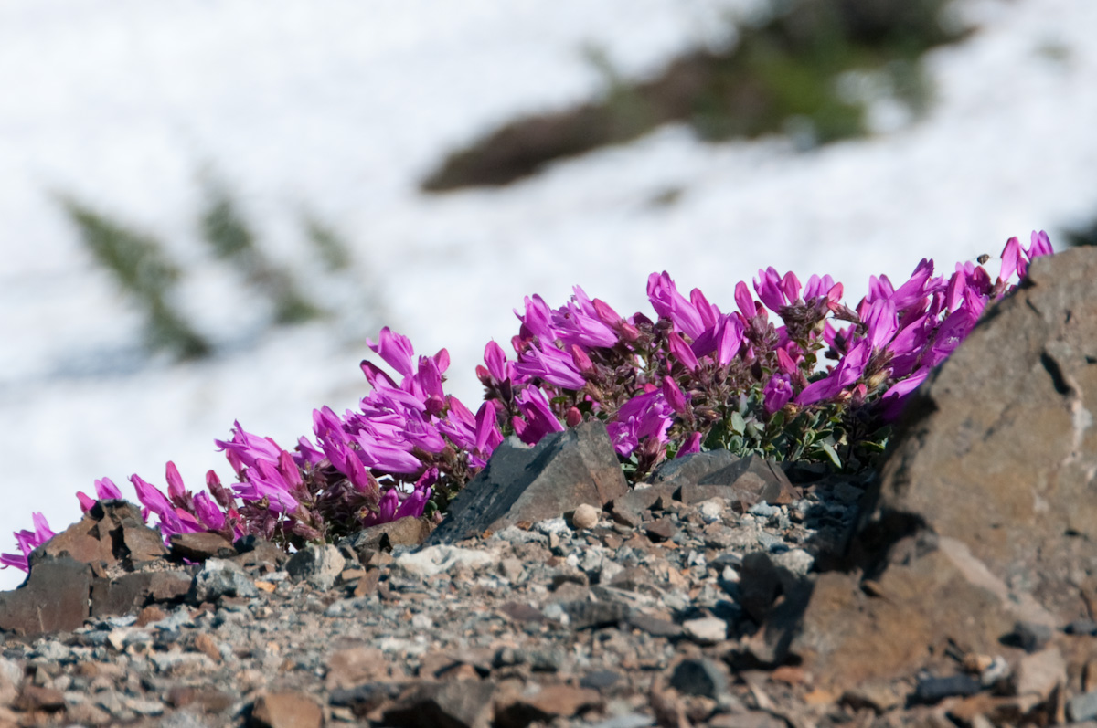 Hardy Flowers