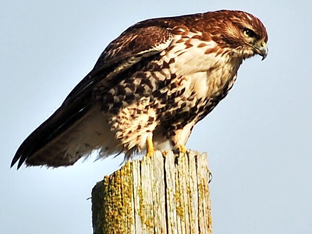 Hawk