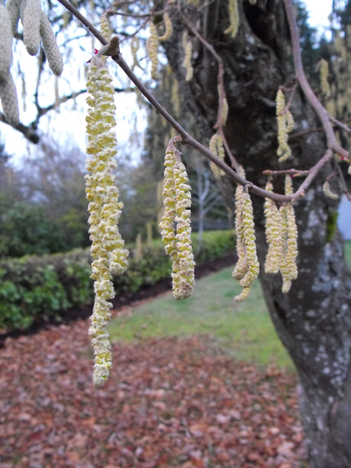 Hazelnut bloom