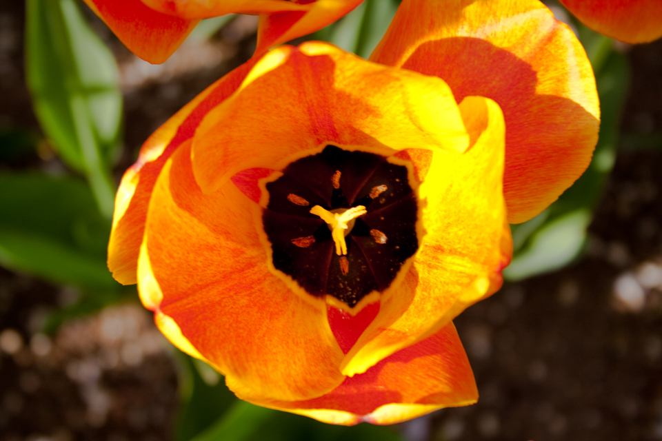 Heart of the Tulip