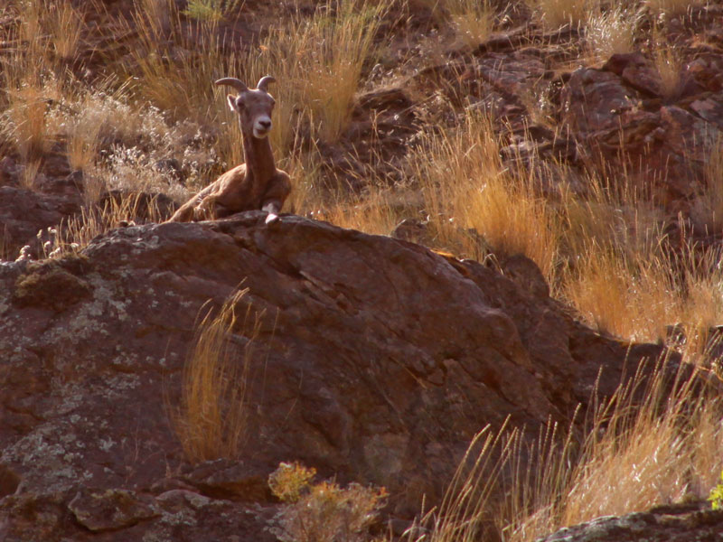 Hell_s-canyon-mountain-shee