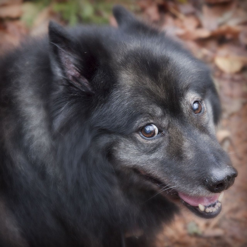 Hello, my name is Wolfy.