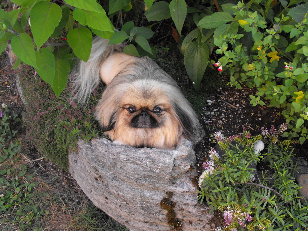 Helping in the garden