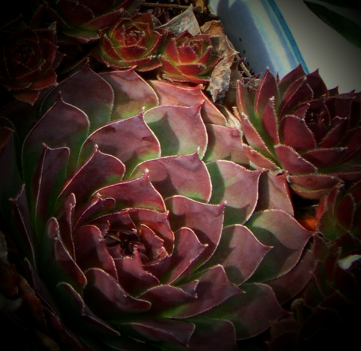 Hen and Chicks