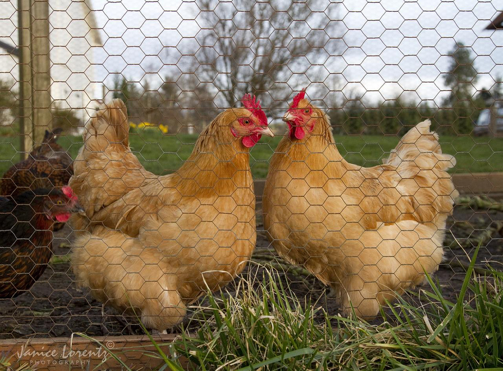 Hen Party