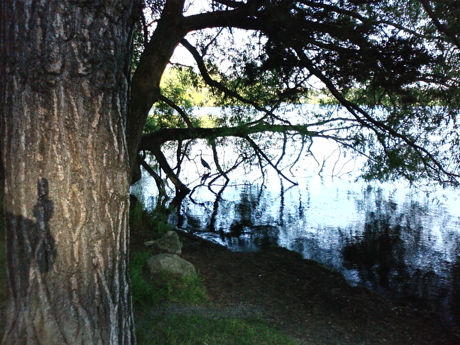 Heron at Greenlake, Seattle ,WA