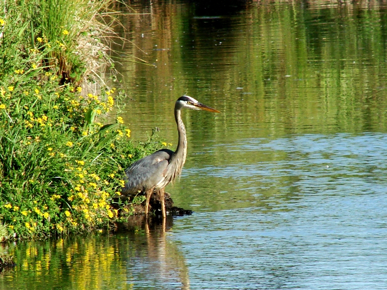 Heron at Summerlake.