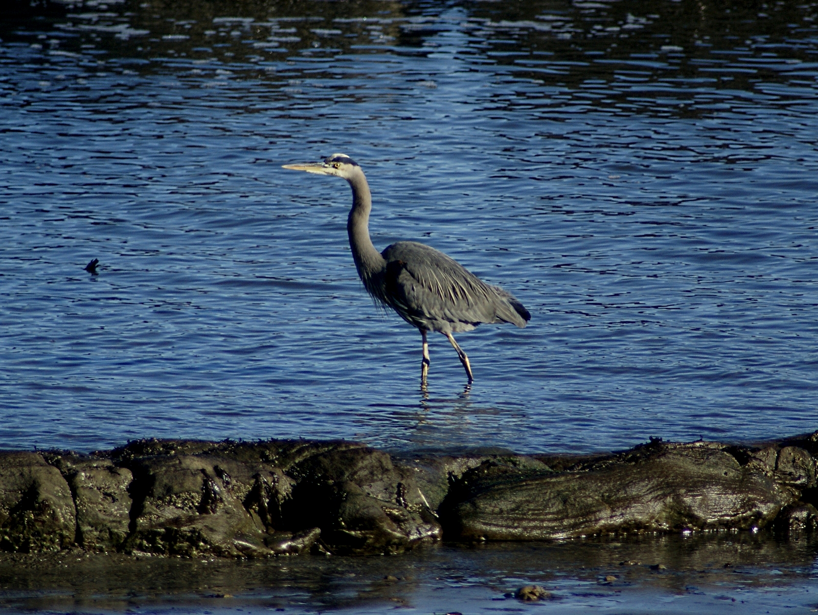 Heron off the deck