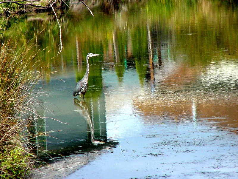 Heron On Watercolor.