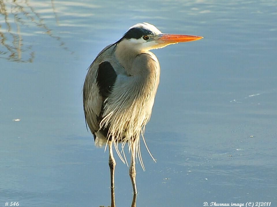 heron
