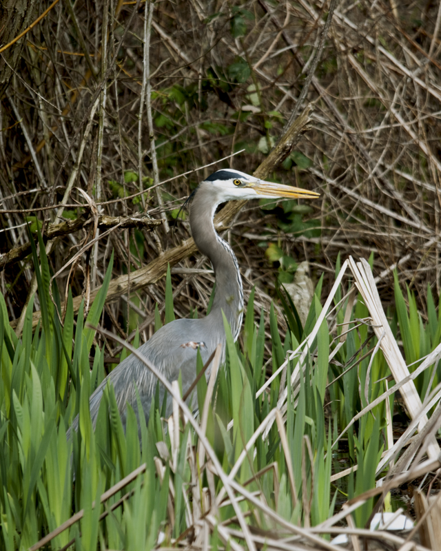 Heron