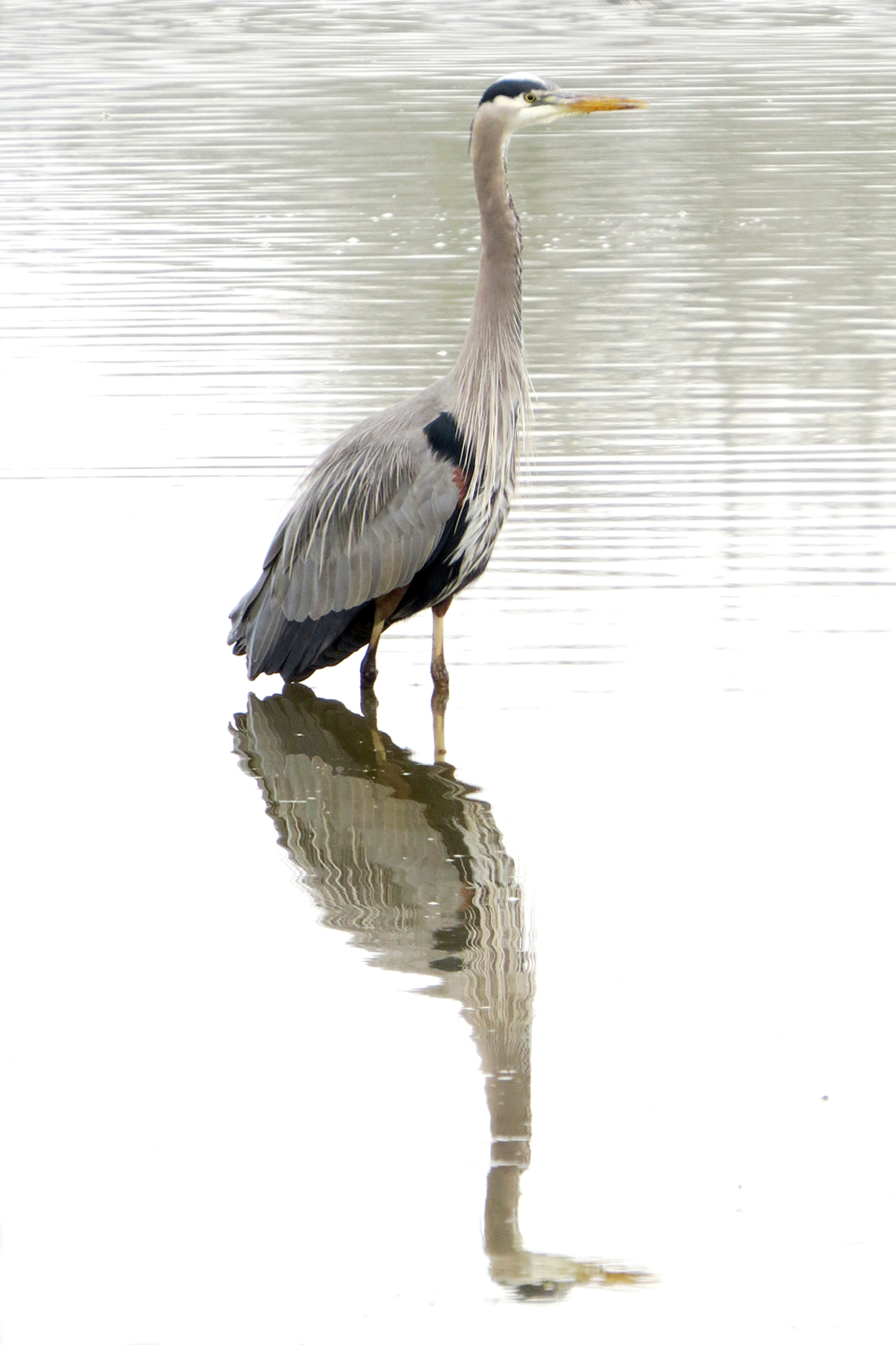 Herron-reflection
