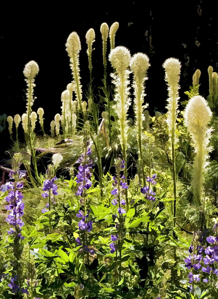Hidden Garden