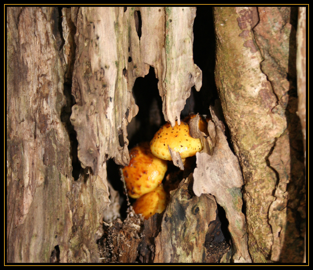 Hidden Gold of Fall