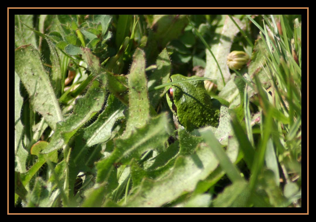 Hiding InThe Grass