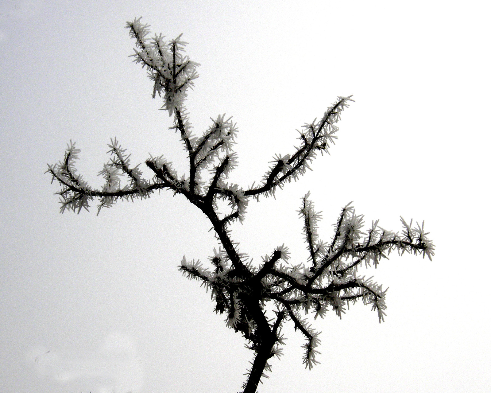 Hoar Frost