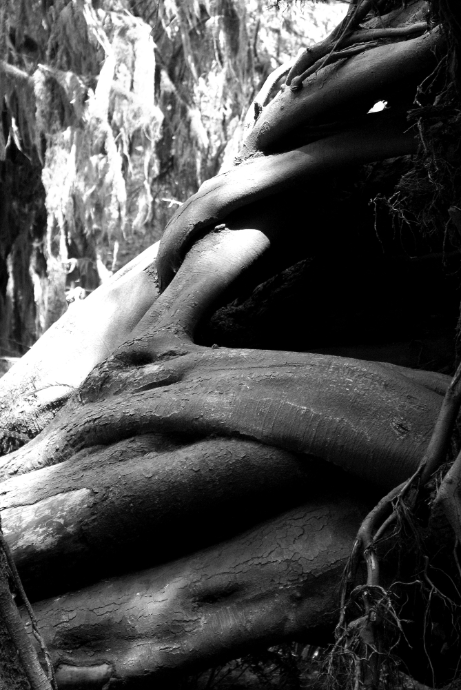 Hoh  root